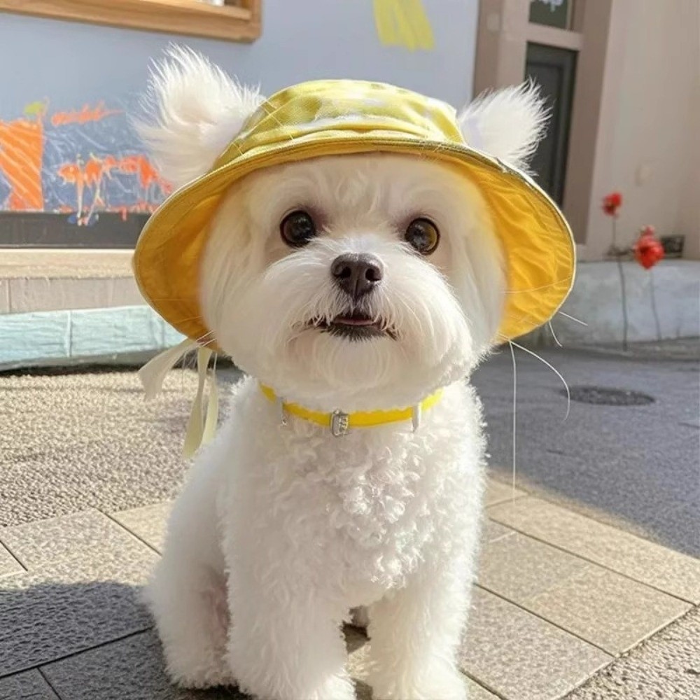 Summer Sunhat Cotton Cat Sun H - Bucket Hat Cotton review and price